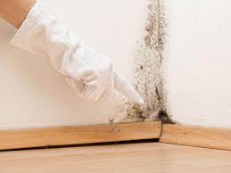 Best Attic Mold Removal  in Pine Prairie, LA